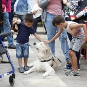 Exhibición de Perros Guía