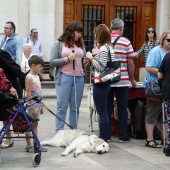 Exhibición de Perros Guía