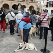 Exhibición de Perros Guía