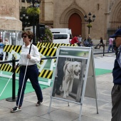 Exhibición de Perros Guía