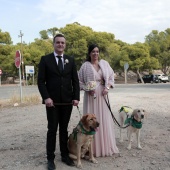 Romería de perros guía