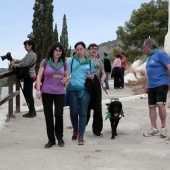 Romería de perros guía