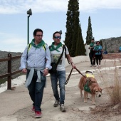 Romería de perros guía