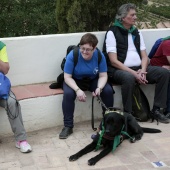 Romería de perros guía