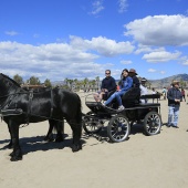 Cavalls per la Joia