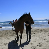 Cavalls per la Joia