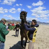 Cavalls per la Joia