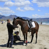 Cavalls per la Joia