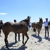 Cavalls per la Joia