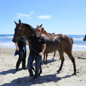 Cavalls per la Joia