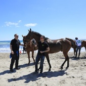 Cavalls per la Joia