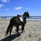 Cavalls per la Joia