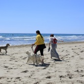 Cavalls per la Joia