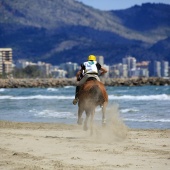 Cavalls per la Joia