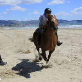 Cavalls per la Joia