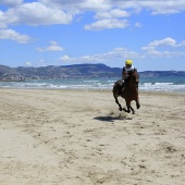 Cavalls per la Joia