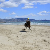 Cavalls per la Joia