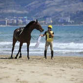 Cavalls per la Joia