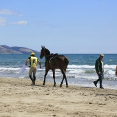 Cavalls per la Joia