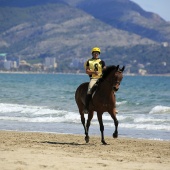 Cavalls per la Joia