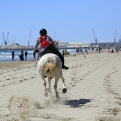 Cavalls per la Joia