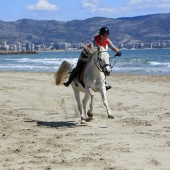 Cavalls per la Joia