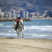 Cavalls per la Joia