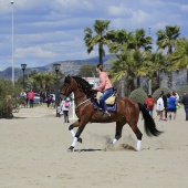 Cavalls per la Joia