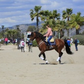 Cavalls per la Joia