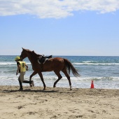 Cavalls per la Joia