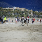 Cavalls per la Joia