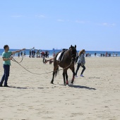 Cavalls per la Joia