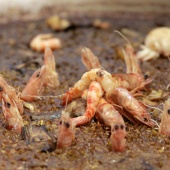 Arrocito de Castelló