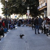 Festividad de San Antonio