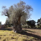 Masia Marqués de Valdina