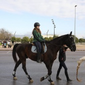 Festividad de San Antonio