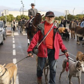 Festividad de San Antonio