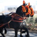 Fiesta de San Antonio