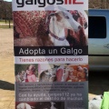 Fiesta de San Antonio