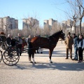 Fiesta de San Antonio
