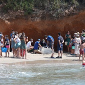 Suelta de tortuga