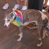 Castelló, Día del Orgullo LGTBI