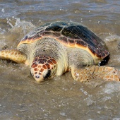 Castelló, suelta tortuga