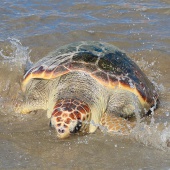 Castelló, suelta tortuga