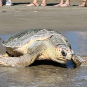 Castelló, suelta tortuga