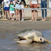 Castelló, suelta tortuga