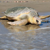 Castelló, suelta tortuga