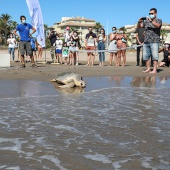 Castelló, suelta tortuga