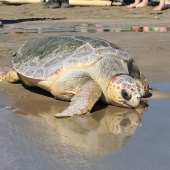 Castelló, suelta tortuga