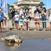 Castelló, suelta tortuga